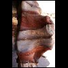 070515Jordanie076.JPG