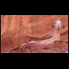 070516Jordanie071.JPG